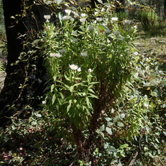 Coronidium boormanii