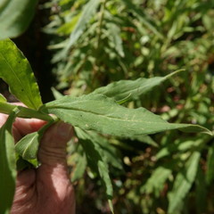 Coronidium boormanii