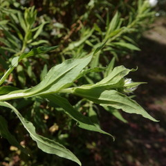 Coronidium boormanii