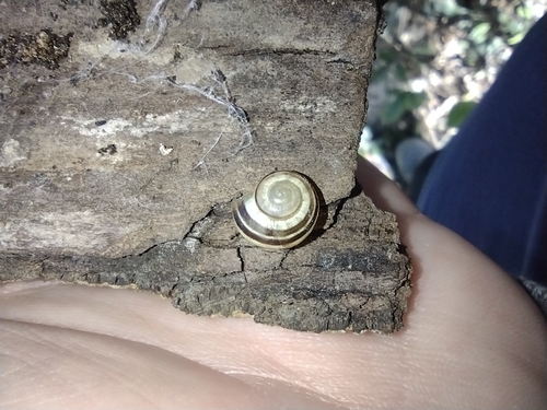 pásikavec (Cepaea)
