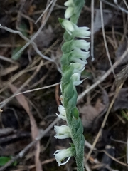 Spiranthes spiralis image