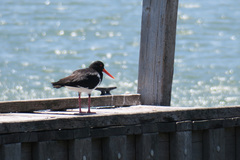 Haematopus longirostris