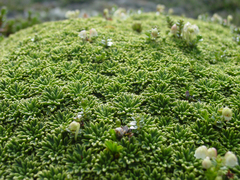 Azorelloideae