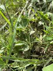 Trigastrotheca stricta