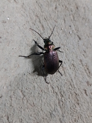 Calosoma alternans