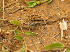 Acrididae