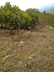 Rhizophora apiculata