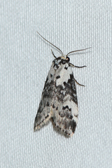 Thallarcha lechrioleuca