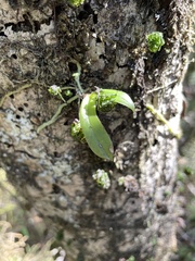 Drymoanthus adversus
