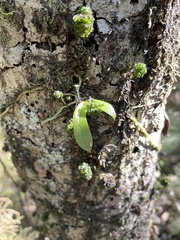 Drymoanthus adversus