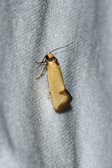 Microbela epicona