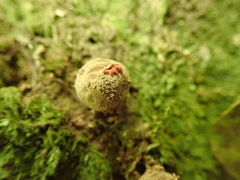 Calostoma japonicum