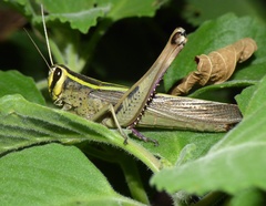 Heteracris notabilis