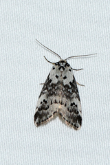Thallarcha lechrioleuca