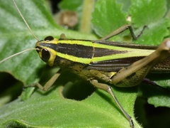 Heteracris notabilis