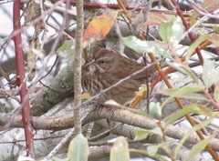 Melospiza melodia morphna