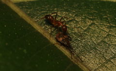 Urolabida