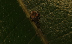Urolabida