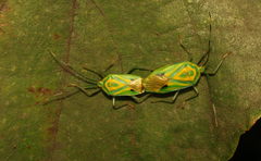 Urolabida