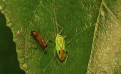 Urolabida
