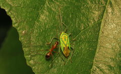 Urolabida
