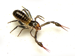 Pseudotyrannochthonius