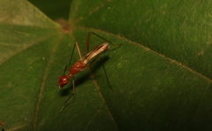 Grammicomyia