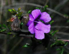 Prostanthera decussata