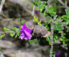 Prostanthera decussata