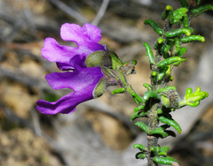 Prostanthera decussata