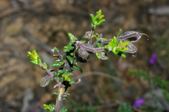 Prostanthera decussata
