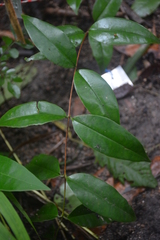 Zanthoxylum nitidum