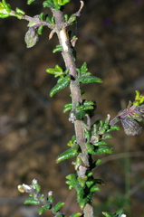 Prostanthera decussata