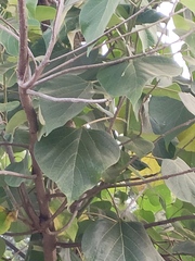Gmelina