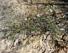 Prostanthera decussata
