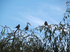 Passer montanus montanus