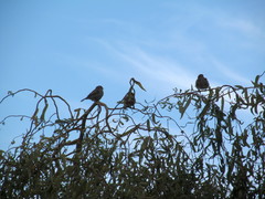 Passer montanus montanus