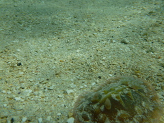 Asteronotus cespitosus