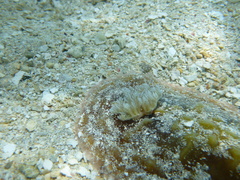 Asteronotus cespitosus