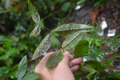 Zanthoxylum nitidum