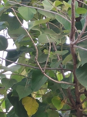 Gmelina