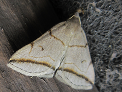 Zanclognatha griselda