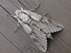 Sphinx morio arestus