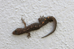 Christinus marmoratus