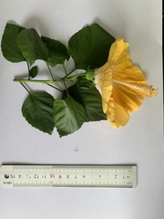 Hibiscus rosa-sinensis