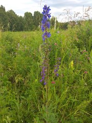 Delphinium retropilosum