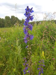 Delphinium retropilosum