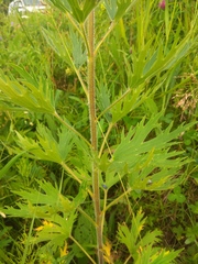 Delphinium retropilosum