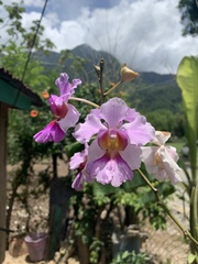 Papilionanthe