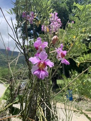 Papilionanthe